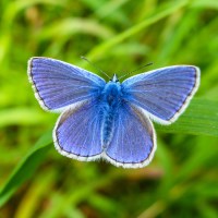 Buy canvas prints of A male Common Blue (Polyommatus icarus) butterfly  by John Keates