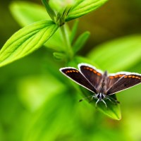 Buy canvas prints of A Brown Argus Butterfly by John Keates