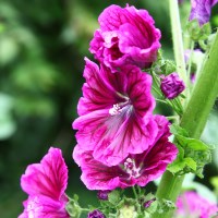 Buy canvas prints of Pink flowers of a Hollyhock by John Keates