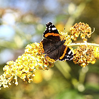 Buy canvas prints of A Red Admiral butterfly on a Yellow Buddleja by John Keates