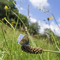 Buy canvas prints of A male Common Blue (Polyommatus icarus) butterfly by John Keates