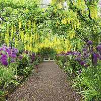 Buy canvas prints of Laburnum arch at Dorothy Clive Gardens Stoke-on-Tr by John Keates