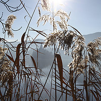 Buy canvas prints of The early morning sun shining through reeds by John Keates