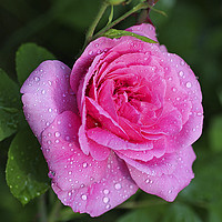 Buy canvas prints of Gertrude Jekyll Rose covered in water droplets by John Keates