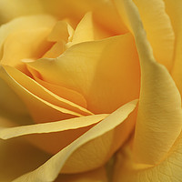 Buy canvas prints of Close up of a rose flower by John Keates