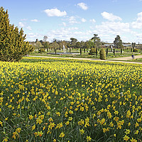 Buy canvas prints of Spring Daffodils at Trentham Gardens Stoke on Tren by John Keates