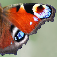 Buy canvas prints of A macro shot of a Peacock Butterfly wing by John Keates