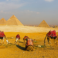 Buy canvas prints of Camels in front of the Pyramids, Giza, Egypt by John Keates