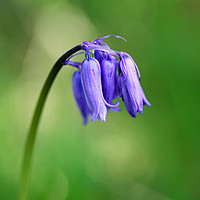 Buy canvas prints of Close up of a Common Bluebell by John Keates
