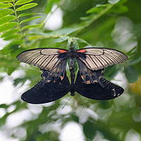 Buy canvas prints of Mating Common Mormon (Papilio polytes) butterflies by John Keates