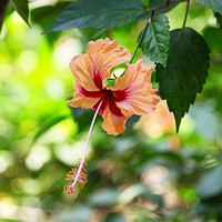 Buy canvas prints of A hibiscus flower by John Keates