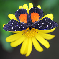 Buy canvas prints of The Tiger Longwing or Passionflower butterfly by John Keates