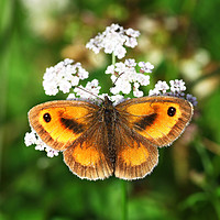 Buy canvas prints of Gatekeeper butterfly by John Keates