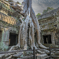 Buy canvas prints of Tree roots at Ta Prohm temple Cambodia  by John Keates