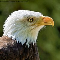 Buy canvas prints of Bald Eagle (Haliaeetus leucocephalus) by Andrew Harker