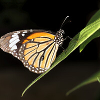 Buy canvas prints of Monarch Butterfly (Danaus plexippus) by Andrew Harker
