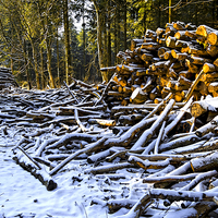 Buy canvas prints of Snow covered woodpiles by Andrew Harker