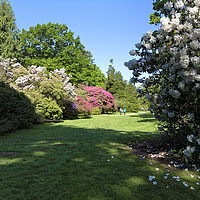 Buy canvas prints of Rhododendrons at Heavens Gate, Longleat, UK by Andrew Harker