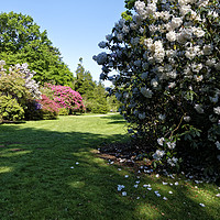 Buy canvas prints of Rhododendrons at Heavens Gate, Longleat, UK by Andrew Harker