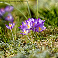 Buy canvas prints of Crocus tommasinianus (early crocus) by Andrew Harker