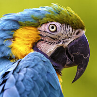Buy canvas prints of Blue and Yellow Macaw  by Andrew Harker