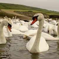 Buy canvas prints of Swannery Abbotsbury by Harry Hadders