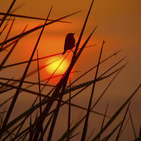 Buy canvas prints of Sunset Bird by Harry Hadders