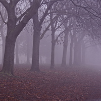 Buy canvas prints of Autumn Mist by sylvia scotting