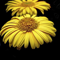 Buy canvas prints of Sunflower by sylvia scotting