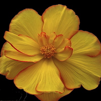 Buy canvas prints of Yellow Flower by sylvia scotting