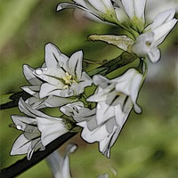 Buy canvas prints of  Garlic Flower  by sylvia scotting
