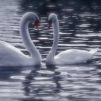Buy canvas prints of  Swan Lake by sylvia scotting
