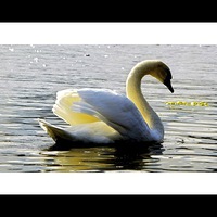 Buy canvas prints of Swan Lake by sylvia scotting