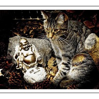 Buy canvas prints of  Cat and  Buddha relaxing  by sylvia scotting