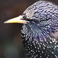 Buy canvas prints of  Starling in all its splendour by sylvia scotting