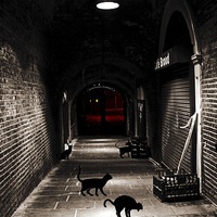 Buy canvas prints of  Alley Cats by sylvia scotting