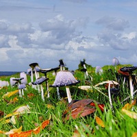 Buy canvas prints of  Toadstools  by sylvia scotting