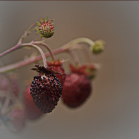 Buy canvas prints of  Wild Strawberries by sylvia scotting