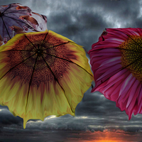 Buy canvas prints of  Flight of the umbrellas  by sylvia scotting
