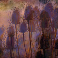 Buy canvas prints of  Sunset and thistles  by sylvia scotting