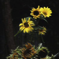 Buy canvas prints of  Sunflowers  by sylvia scotting