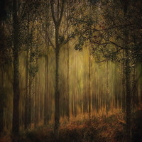 Buy canvas prints of Magical Forrest  by sylvia scotting