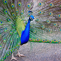Buy canvas prints of Pride and the peacock  by sylvia scotting