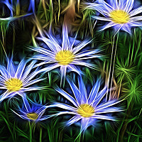 Buy canvas prints of Star Flowers  by sylvia scotting