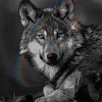 Buy canvas prints of The Wolf by sylvia scotting