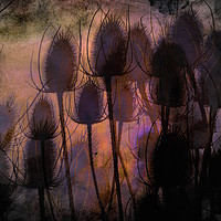 Buy canvas prints of Thistles  by sylvia scotting