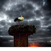 Buy canvas prints of The mother stork by sylvia scotting
