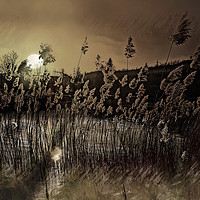 Buy canvas prints of      Grass in the moonlight                        by sylvia scotting