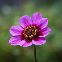 Buy canvas prints of Dahlia by Justin Green