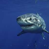Buy canvas prints of Great White Shark by David Stephens